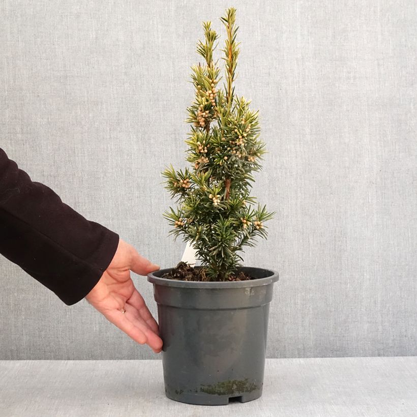 Tejo Fastigiata Aurea - Taxus baccata Maceta 2L/3L Ejemplar entregado en invierno