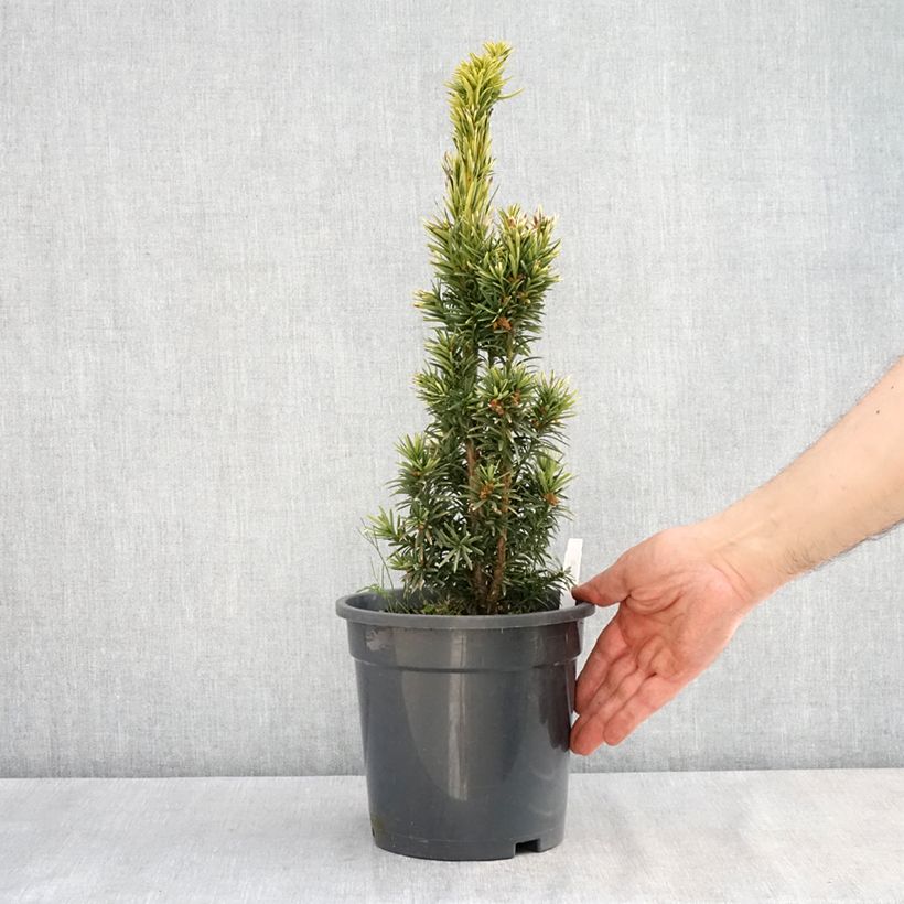 Tejo Fastigiata Aurea - Taxus baccata Maceta 2L/3L Ejemplar entregado en la primavera