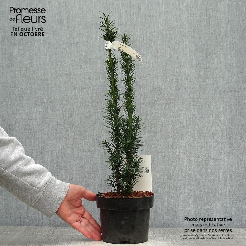 Ejemplar de Tejo Fastigiata Robusta - Taxus baccata Maceta 2L/3L entregado en otoño