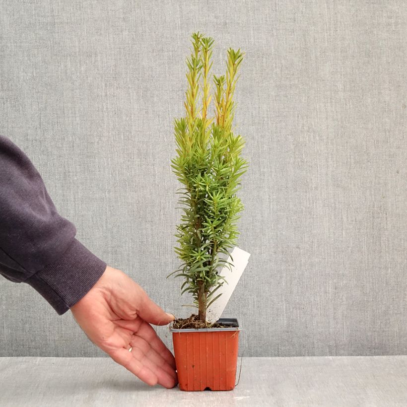 Ejemplar de Tejo Fastigiata Robusta - Taxus baccata Maceta de 8/9 cm entregado en otoño