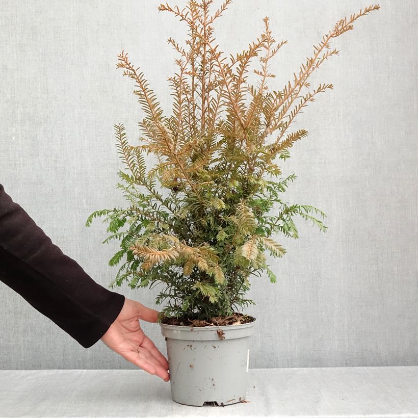 Ejemplar de Tejo - Taxus baccata Maceta 2L/3L entregado en otoño