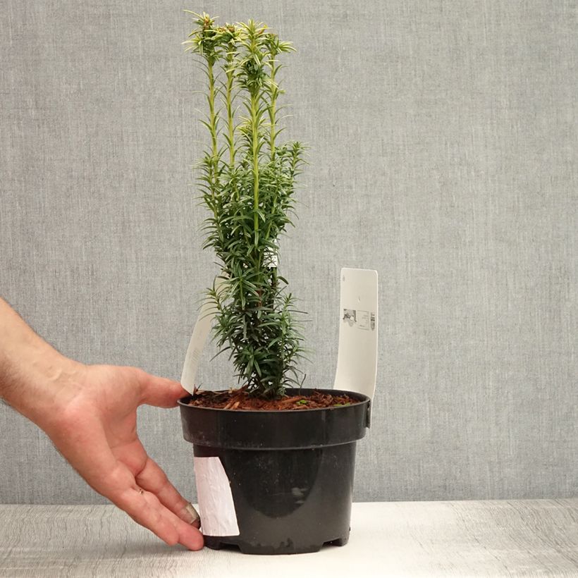 Ejemplar de Tejo Ivory Tower - Taxus baccata Maceta 2L/3L entregado en verano