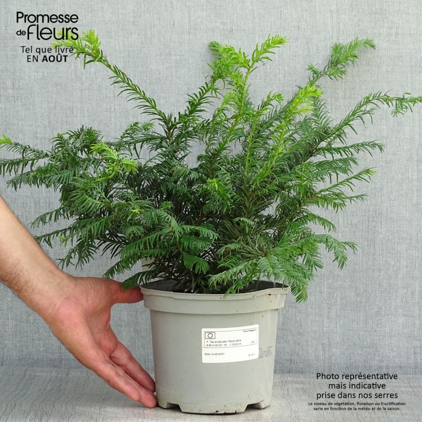 Ejemplar de Tejo Repandens - Taxus baccata Maceta 2L/3L entregado en verano