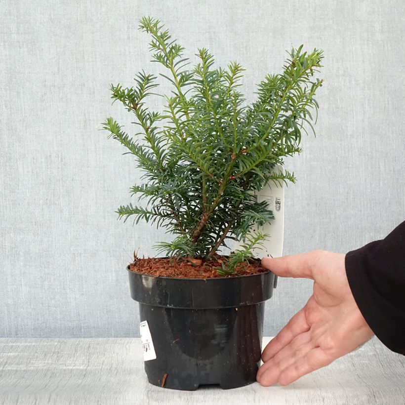 Ejemplar de Tejo Summergold - Taxus baccata Maceta 2L/3L entregado en otoño