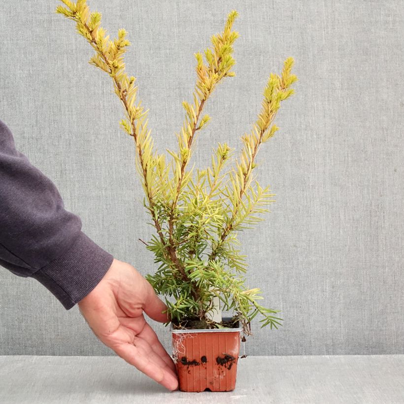 Ejemplar de Tejo híbrido Densiformis - Taxus media Maceta de 8/9 cm entregado en otoño