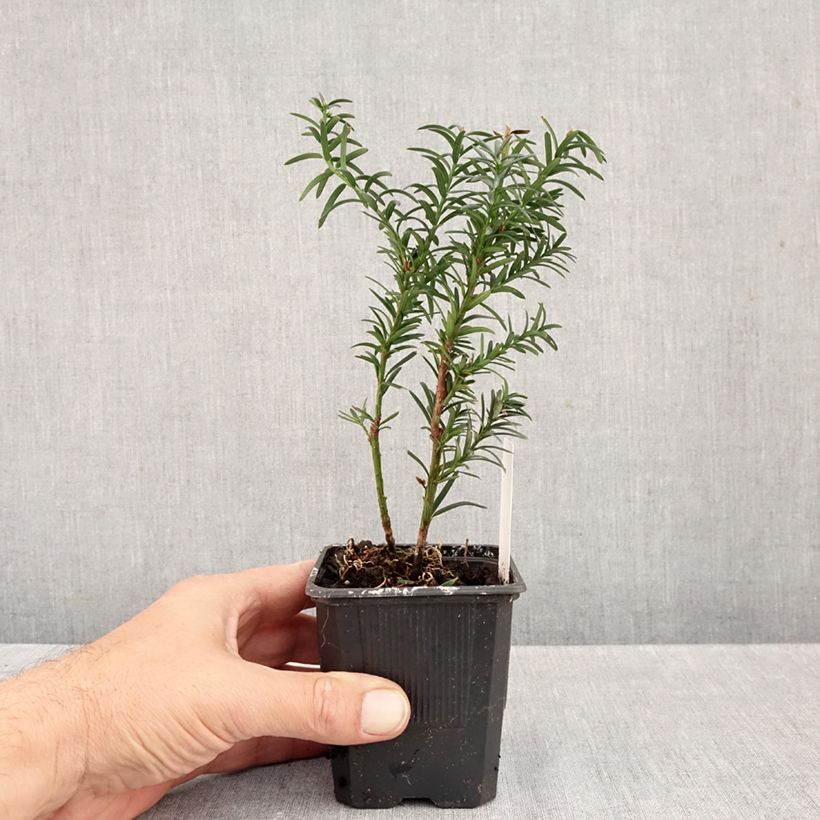 Ejemplar de Tejo híbrido Hillii - Taxus media Maceta de 8/9 cm entregado en otoño