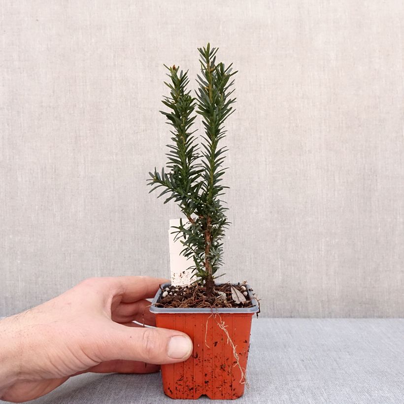 Tejo híbrido Hillii - Taxus media Maceta de 8/9 cm Ejemplar entregado en invierno