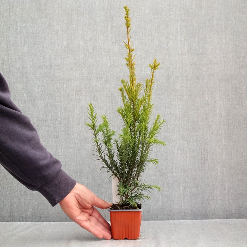 Ejemplar de Tejo híbrido Groenland - Taxus media Maceta de 8/9 cm entregado en otoño