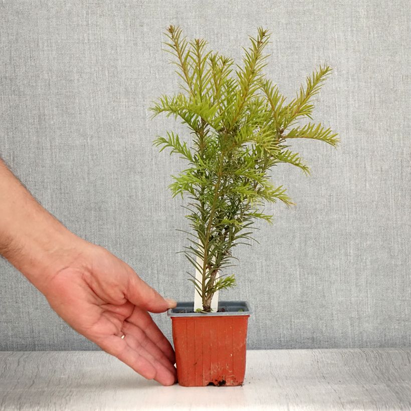 Ejemplar de Tejo híbrido Groenland - Taxus media Maceta de 8/9 cm entregado en verano
