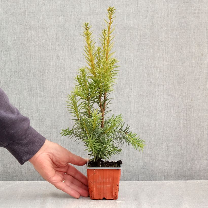 Ejemplar de Tejo híbrido Hicksii - Taxus media Maceta de 8/9 cm entregado en otoño