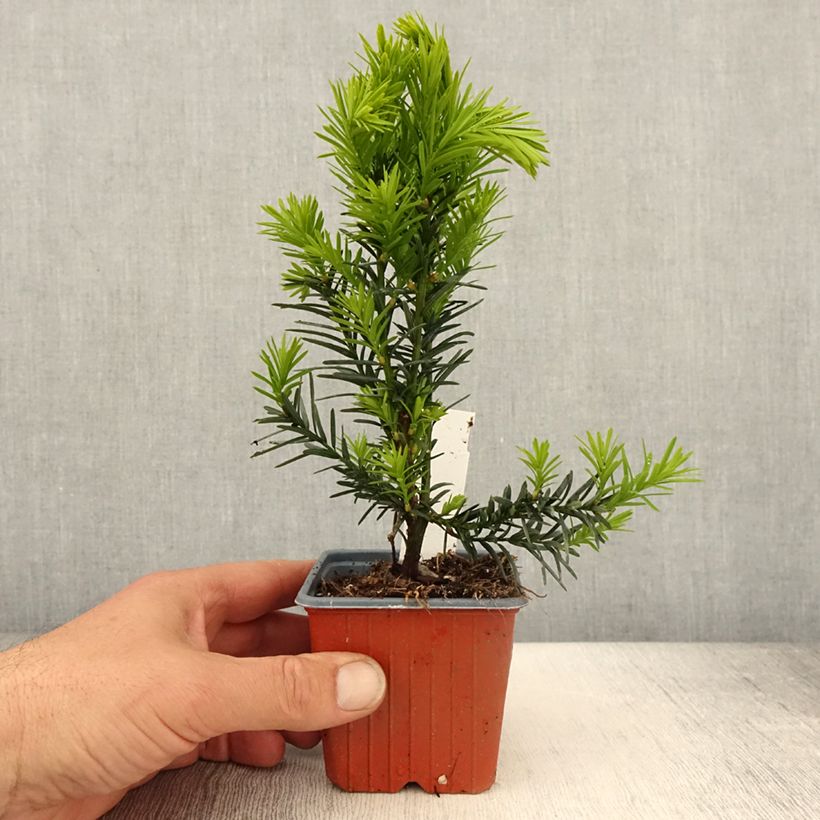 Tejo híbrido Hicksii - Taxus media Maceta de 8/9 cm Ejemplar entregado en la primavera
