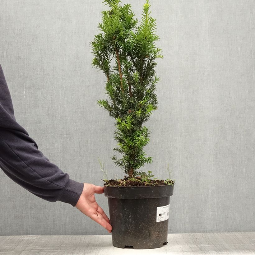 Ejemplar de Tejo híbrido Hicksii - Taxus media Maceta 7,5L/10L entregado en verano