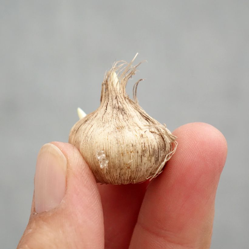 Tecophilaea cyanocrocus var. leichtlinii Bulbo calibre I Ejemplar entregado en la primavera