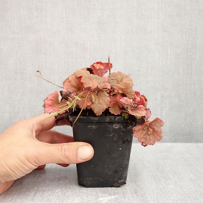 Ejemplar de Tellima grandiflora Rubra Maceta de 8/9 cm entregado en otoño