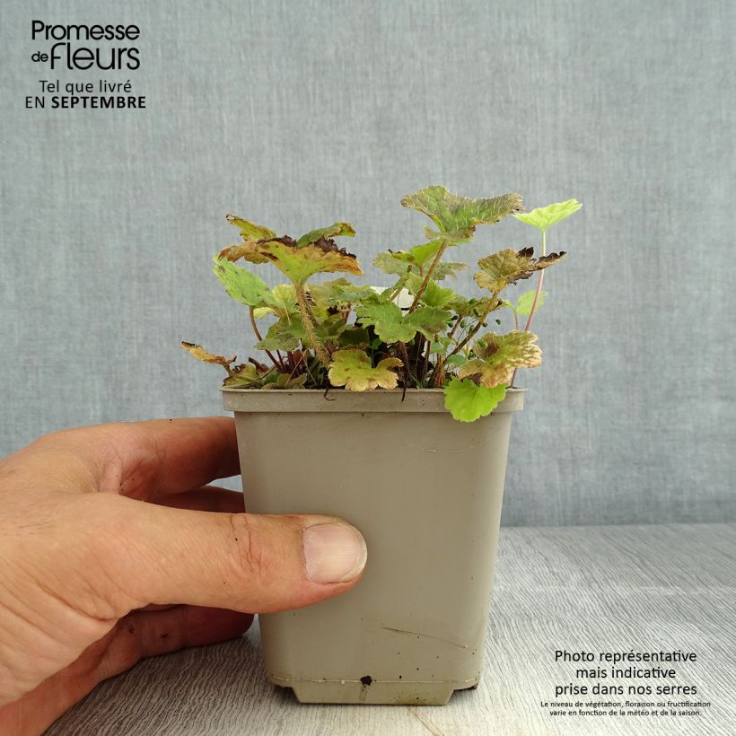 Ejemplar de Tellima grandiflora Rubra Maceta de 8/9 cm entregado en verano