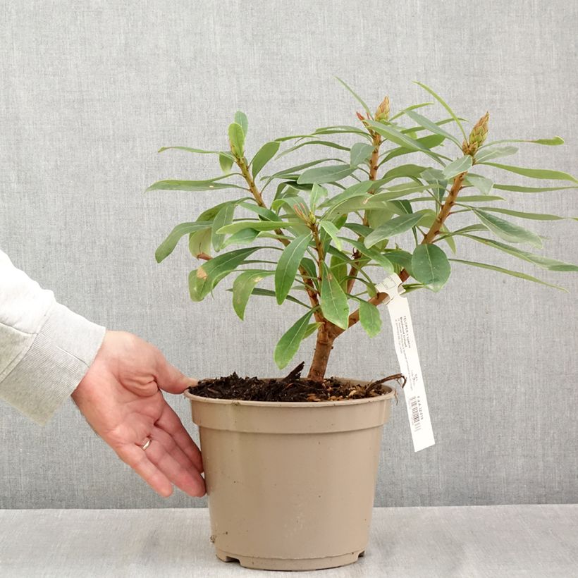 Ejemplar de Telopea Braidwood Brilliant - Waratah Maceta 4L/5L entregado en otoño