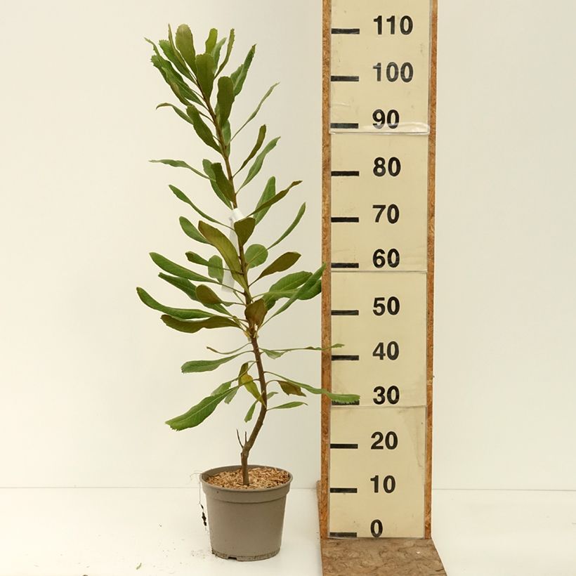Ejemplar de Telopea Red Embers - Waratah Maceta 4L/5L entregado en verano