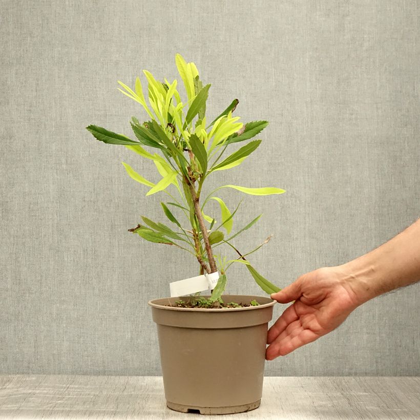 Ejemplar de Telopea speciosissima White - Waratah Maceta 4L/5L entregado en verano