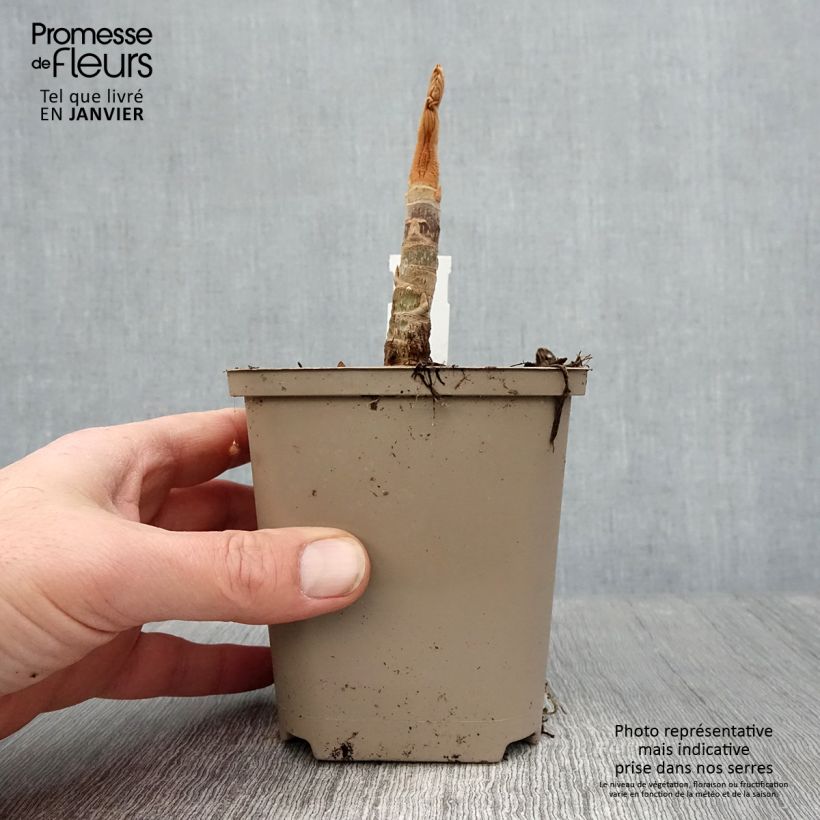 Tetrapanax papyrifera Rex - Planta papel arroz Maceta de 10 cm/11 cm Ejemplar entregado en invierno