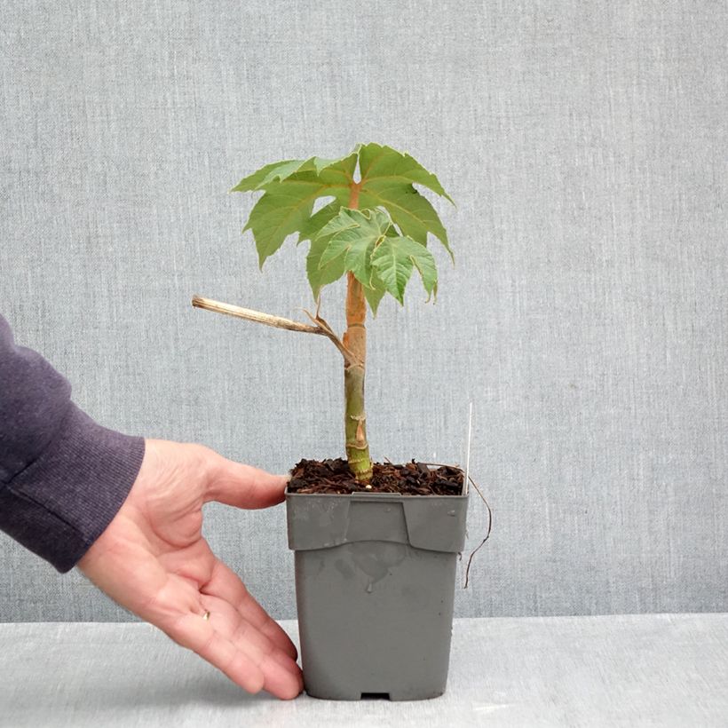 Ejemplar de Tetrapanax papyrifera Rex - Planta papel arroz Maceta de 10 cm/11 cm entregado en otoño
