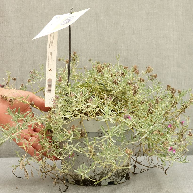 Ejemplar de Teucrium ackermannii Maceta 3L/4L entregado en verano