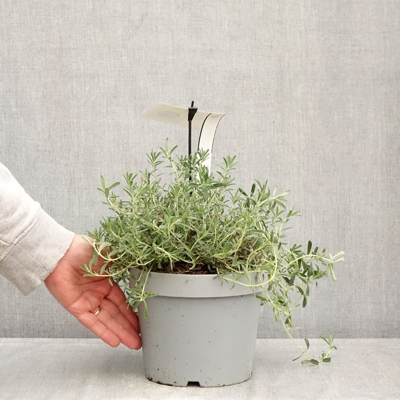 Teucrium ackermannii Maceta 3L/4L Ejemplar entregado en la primavera