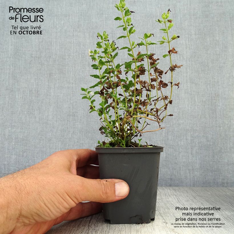 Ejemplar de Teucrium chamaedrys Alba - Camedrio Maceta de 8/9 cm entregado en otoño