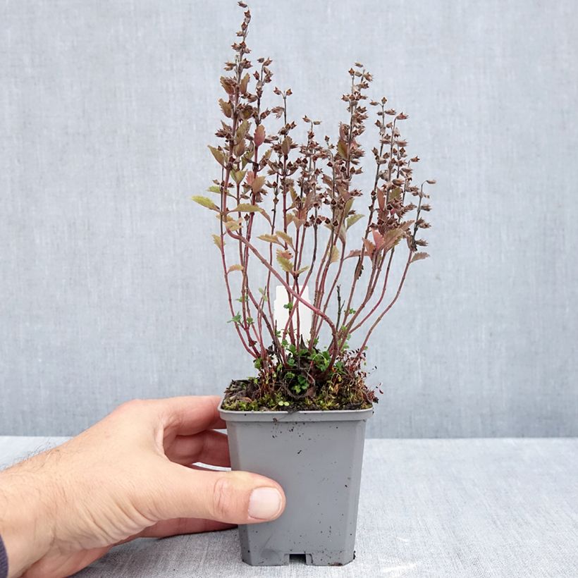 Ejemplar de Teucrium chamaedrys Wild Form - Camedrio Maceta de 8/9 cm entregado en otoño