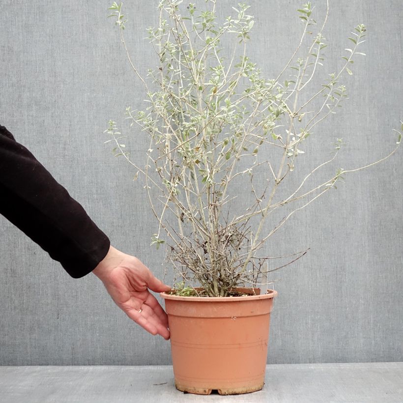 Teucrium fruticans Azureum - Olivilla Maceta 4L/5L Ejemplar entregado en invierno