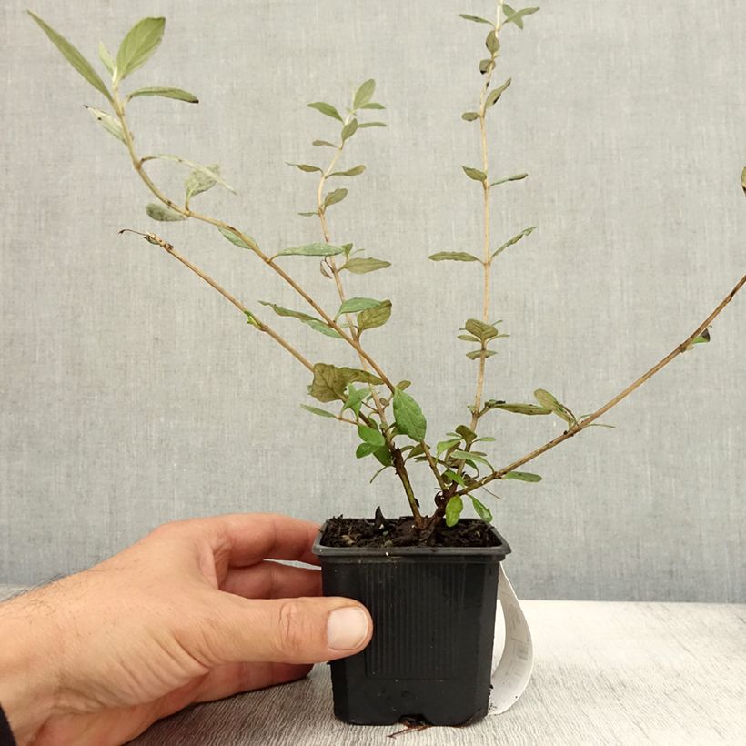 Ejemplar de Teucrium fruticans Selection Erecta - Olivilla Maceta de 8/9 cm entregado en otoño