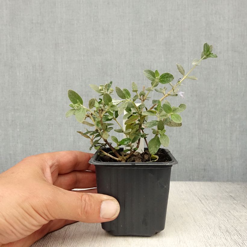Teucrium fruticans Selection Erecta - Olivilla Maceta de 8/9 cm Ejemplar entregado en la primavera