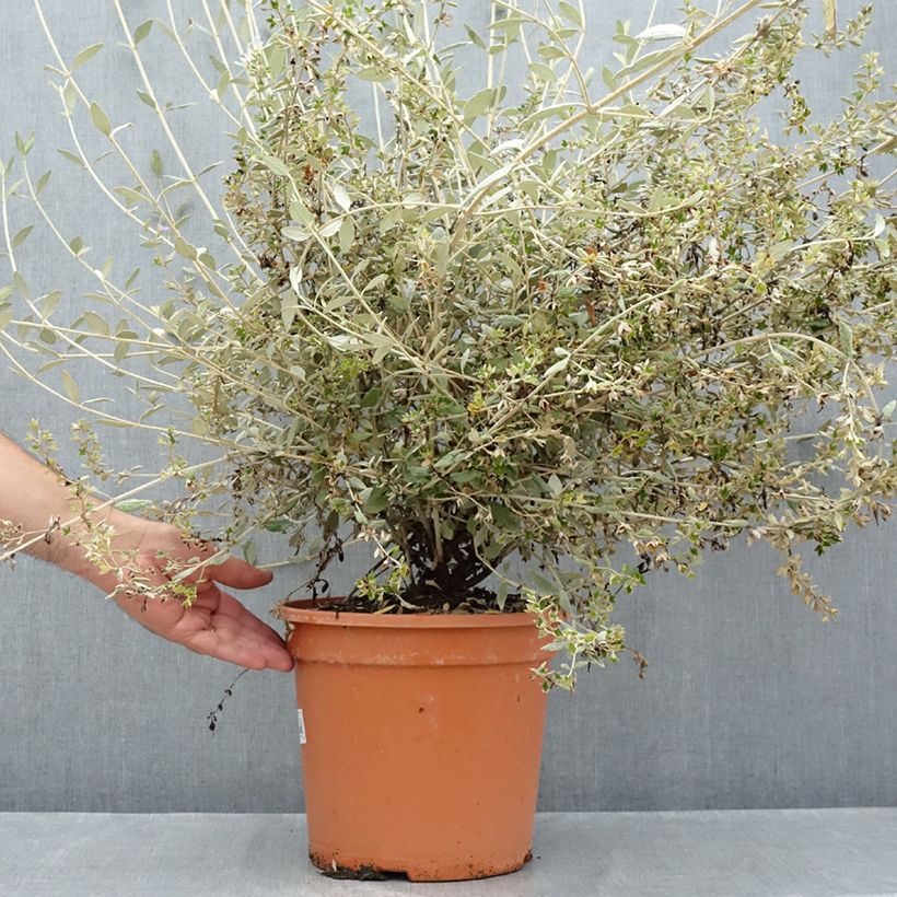 Ejemplar de Teucrium fruticans Selection Erecta - Olivilla Maceta 7,5L/10L entregado en verano
