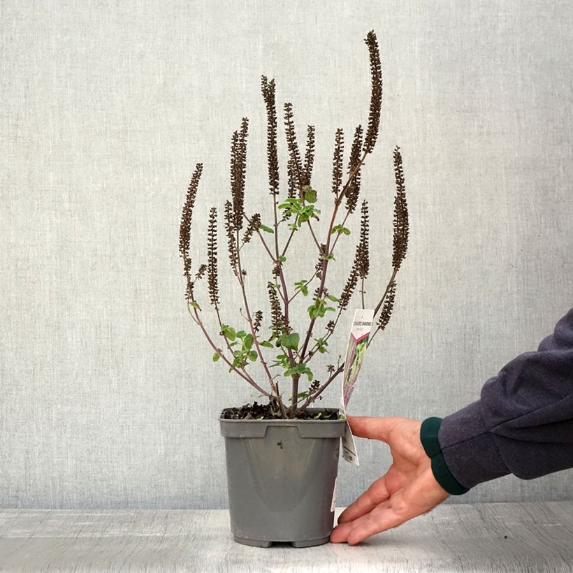 Ejemplar de Teucrium hircanicum Paradise Delight Maceta 2L/3L entregado en otoño
