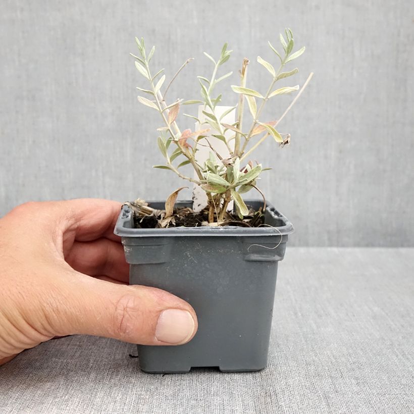 Ejemplar de Teucrium Indyho Maceta de 8/9 cm entregado en otoño