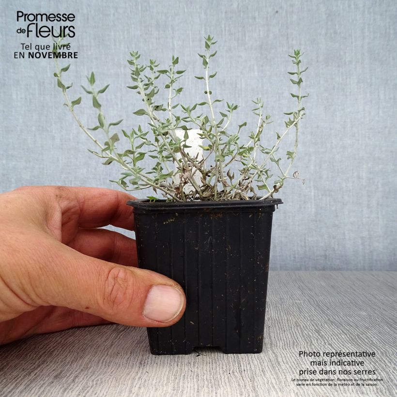 Ejemplar de Teucrium marum - Tomillo de gato Maceta de 8/9 cm entregado en otoño