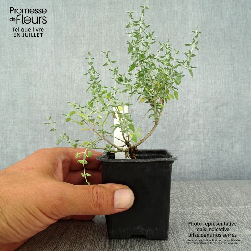 Ejemplar de Teucrium marum - Tomillo de gato Maceta de 8/9 cm entregado en verano