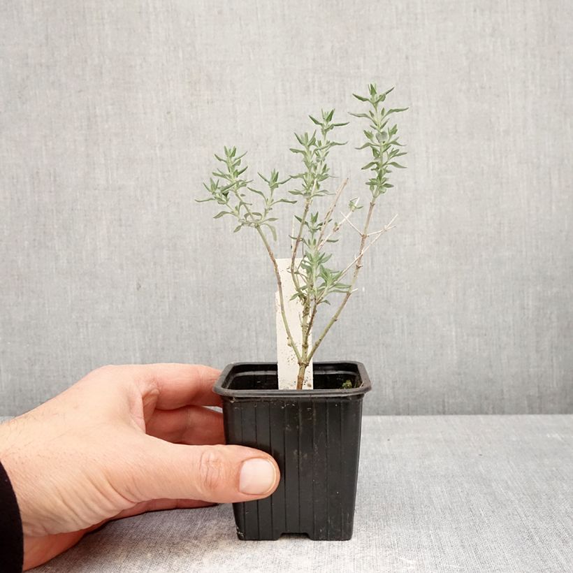 Teucrium marum - Tomillo de gato Maceta de 8/9 cm Ejemplar entregado en la primavera