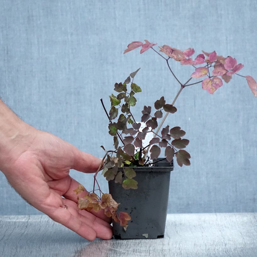 Ejemplar de Thalictrum Anne Maceta de 8/9 cm entregado en verano