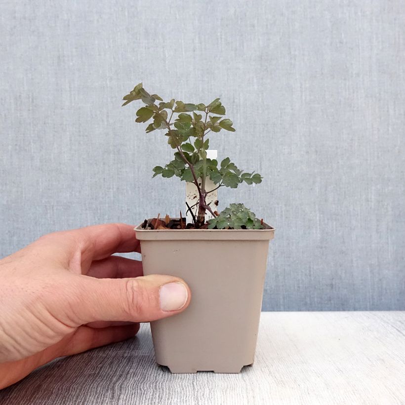 Thalictrum Anne Maceta de 8/9 cm Ejemplar entregado en la primavera