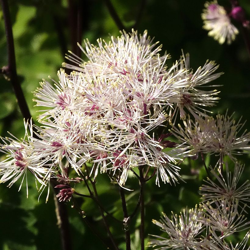 Thalictrum aquilegifolium Album (Follaje)