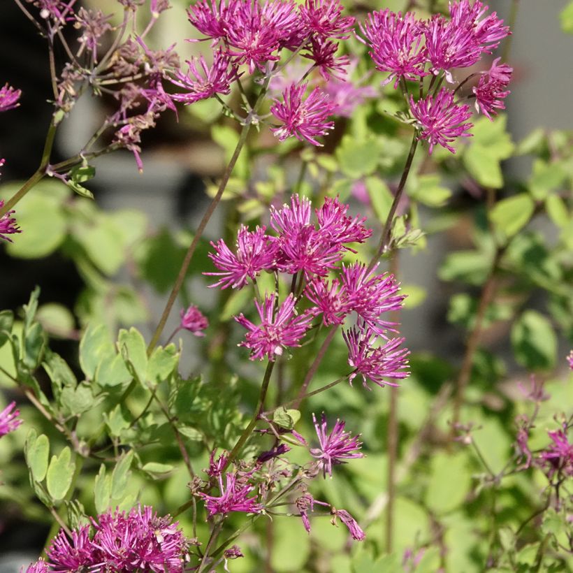Thalictrum aquilegifolium Thundercloud (Floración)