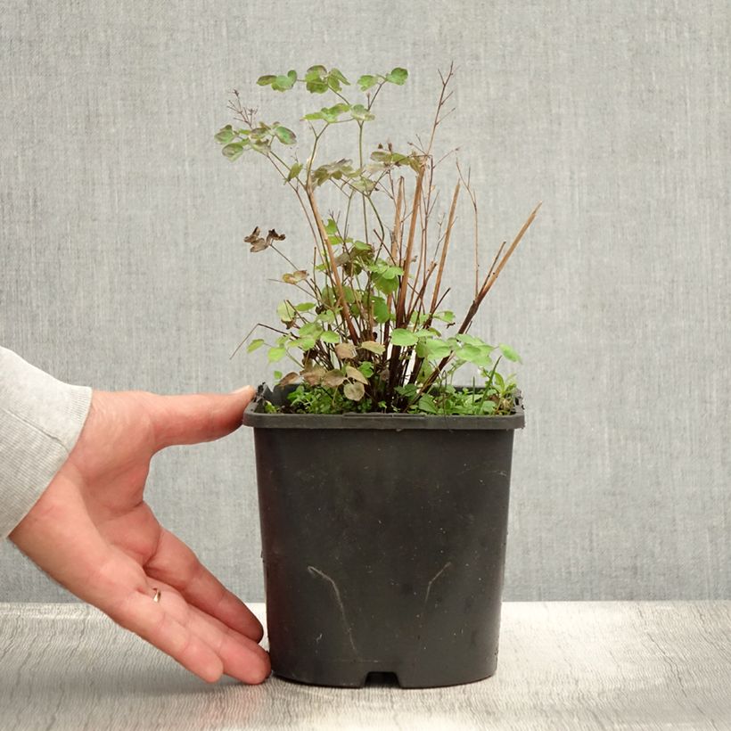 Ejemplar de Thalictrum aquilegifolium Thundercloud Maceta 2L/3L entregado en verano
