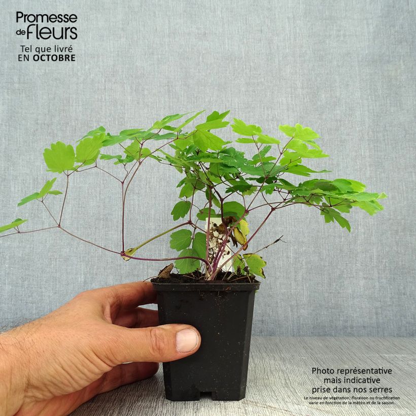 Ejemplar de Thalictrum Black Stockings Maceta de 8/9 cm entregado en otoño