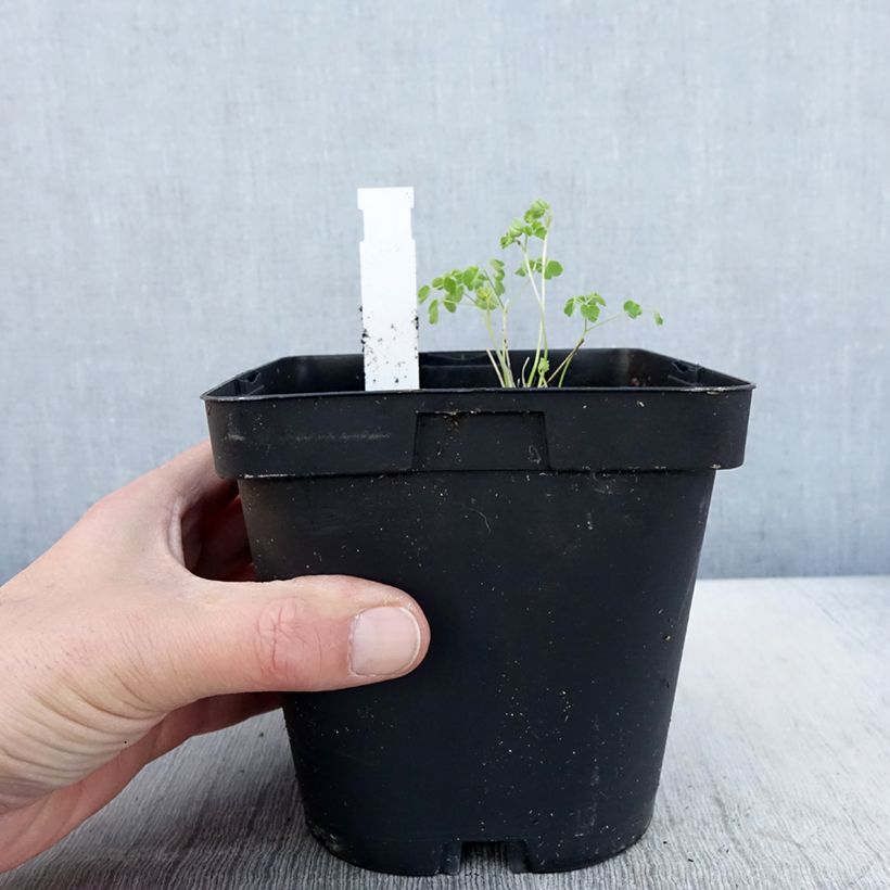 Thalictrum delavayi Album Maceta 2L/3L Ejemplar entregado en la primavera