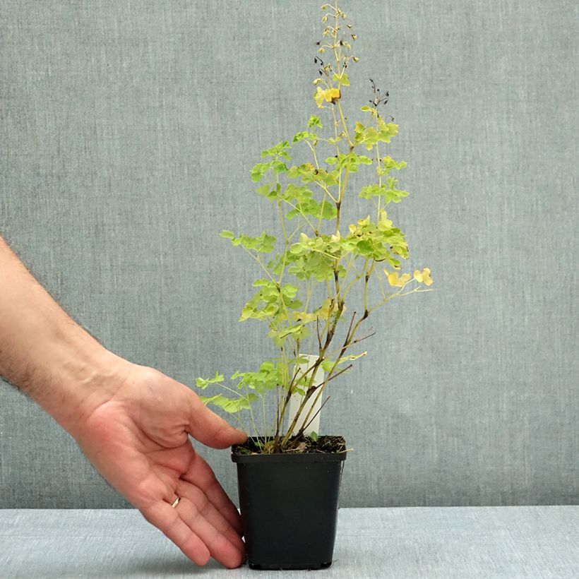 Ejemplar de Thalictrum delavayi Album Maceta de 8/9 cm entregado en otoño