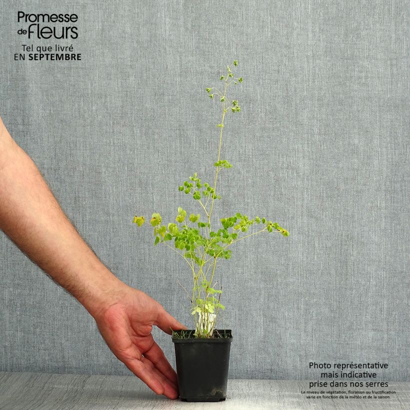 Ejemplar de Thalictrum delavayi Album Maceta de 8/9 cm entregado en verano