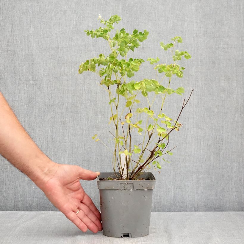Ejemplar de Thalictrum delavayi Album Maceta 2L/3L entregado en verano