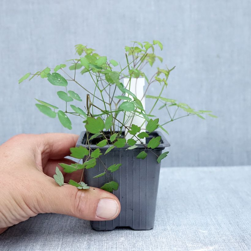 Ejemplar de Thalictrum delavayi Hewitt's double Maceta de 8/9 cm entregado en otoño