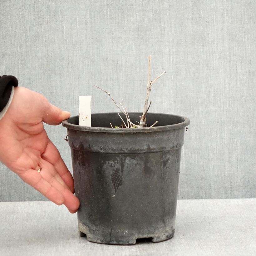 Thalictrum delavayi Hewitt's double Maceta 2L/3L Ejemplar entregado en la primavera