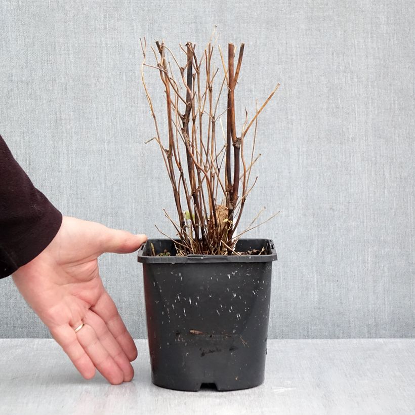 Ejemplar de Thalictrum delavayi Splendide Album Maceta 2L/3L entregado en otoño